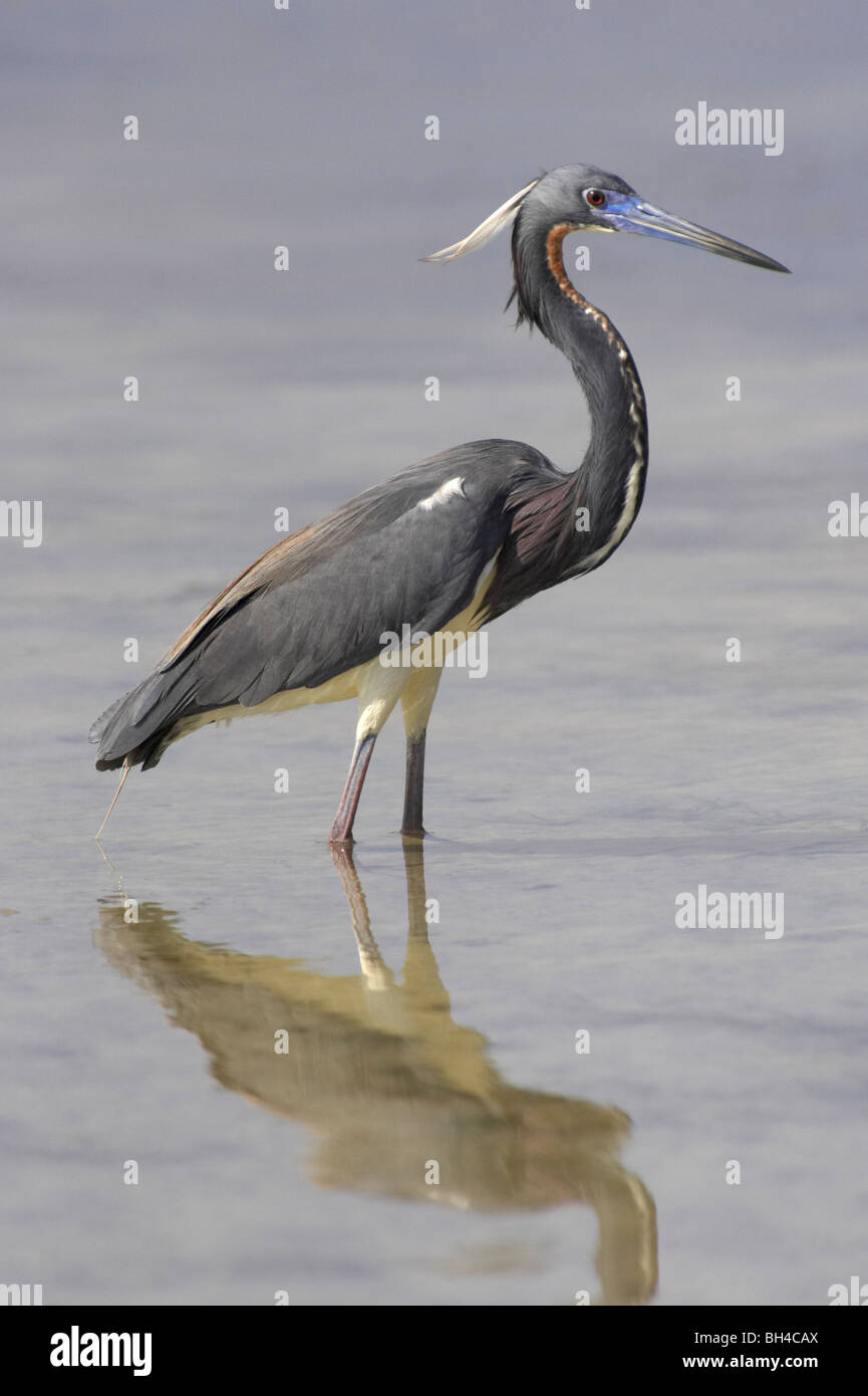 Tricolored heron (Egretta tricolor) looking for food on the shores of Fort de Soto. Stock Photo