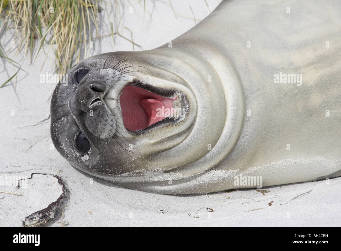 Young southern elephant seal (Mirounga leonina) yawning on beach on Sea Lion Island. Stock Photo