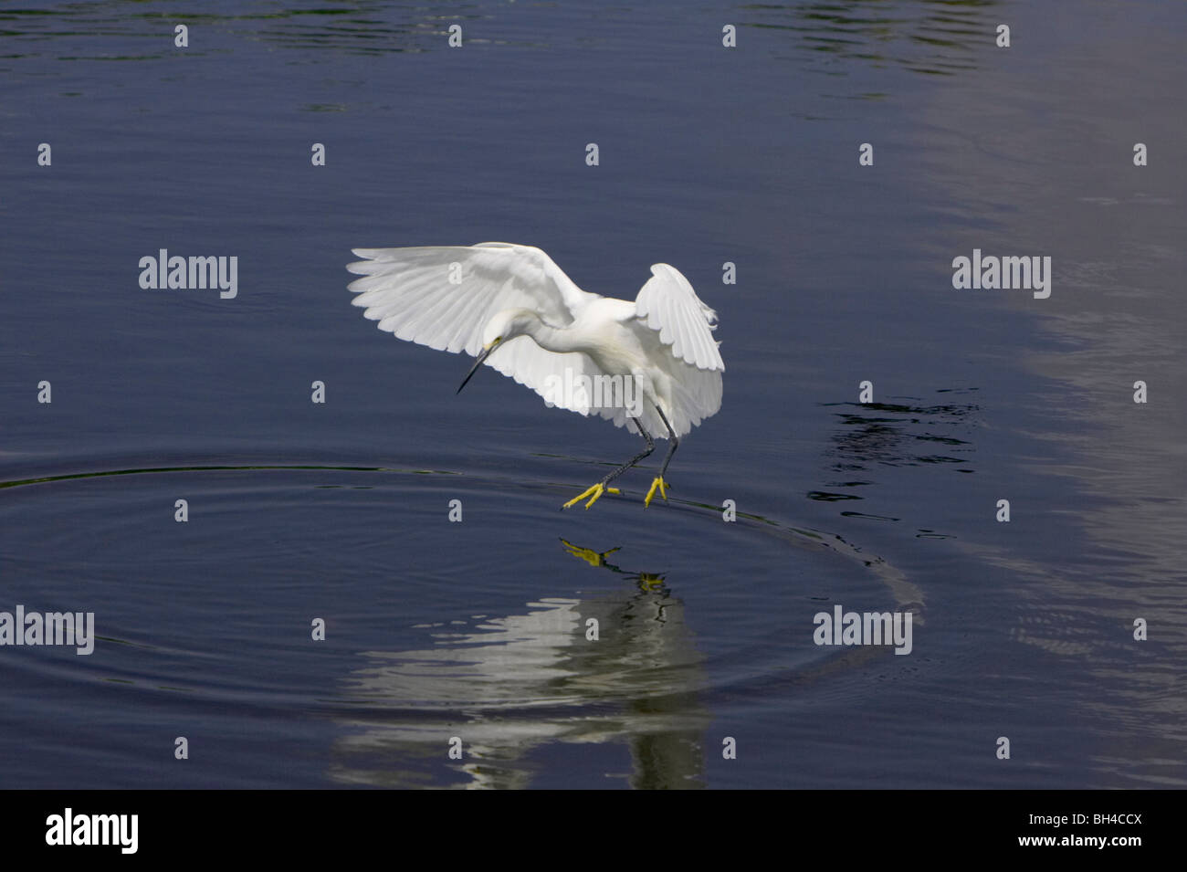 Snowy egret (Egretta thula) hovering over lake at Gatorland. Stock Photo