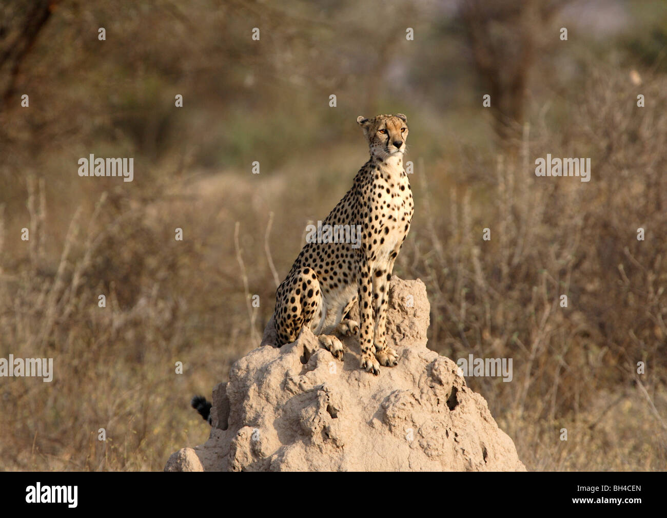 Female cheetah surveying her locality from a termite mound. Stock Photo