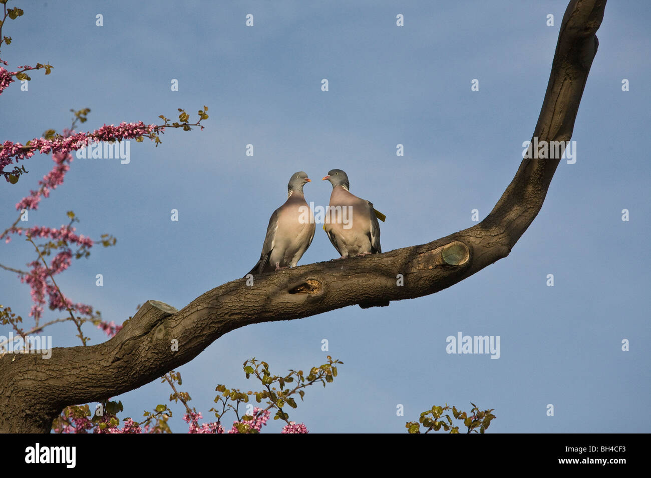 Two lovely pigeons resting on a branch in a park beside Louvre Museum in April. Stock Photo