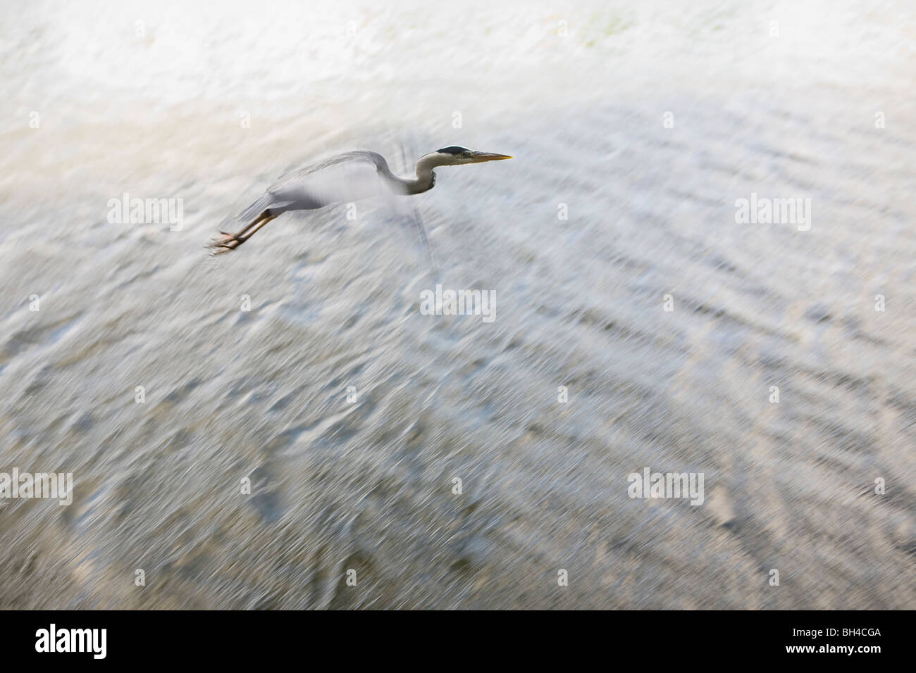 A white heron flying low close to the surface of the lake in Hyde Park. Stock Photo