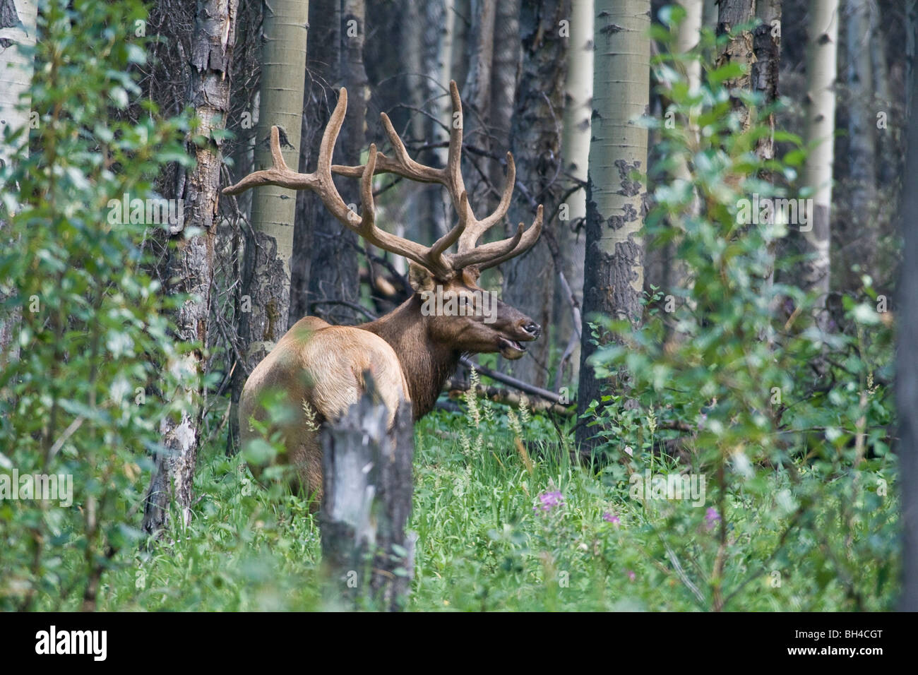 Elk Horn Stock Photos & Elk Horn Stock Images - Alamy