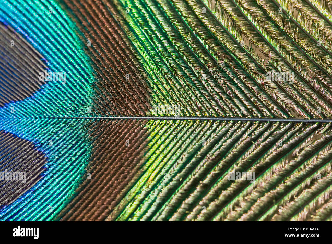 A blue, green and gold coloured peacock feather. Stock Photo