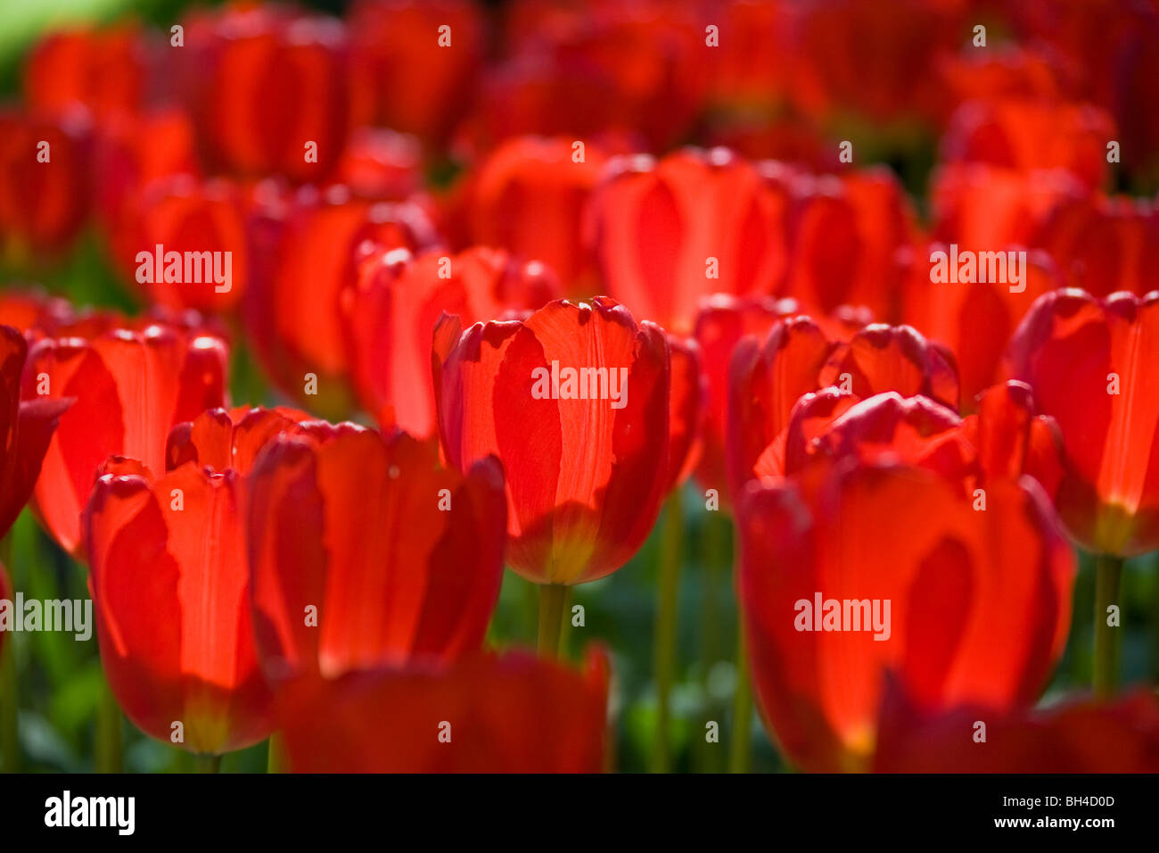 Red tulips in Keukenhof tulip park Stock Photo - Alamy