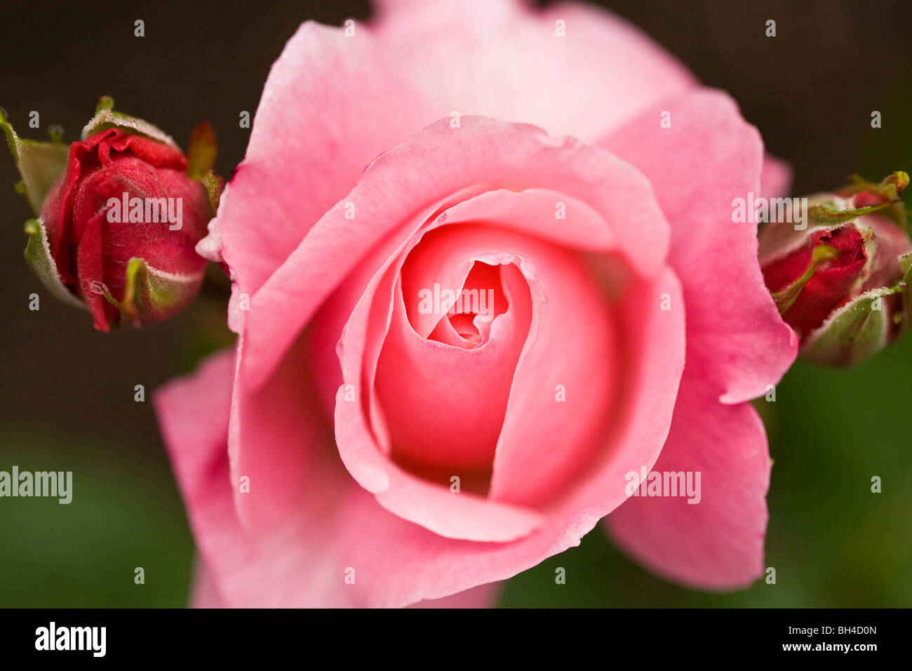 Royal botanic garden hires stock photography and images Alamy