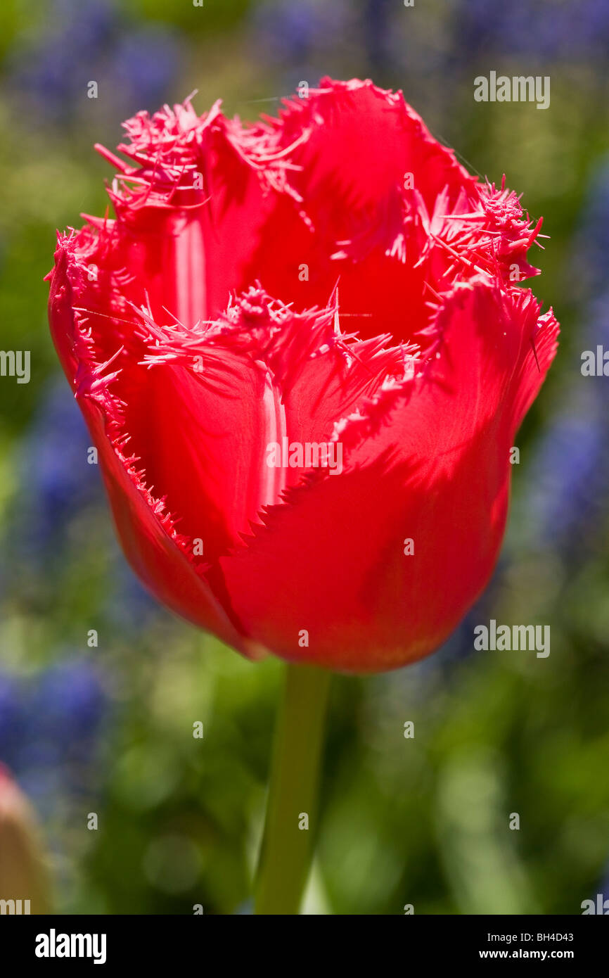 Red tulip in Keukenhof tulip park Stock Photo - Alamy