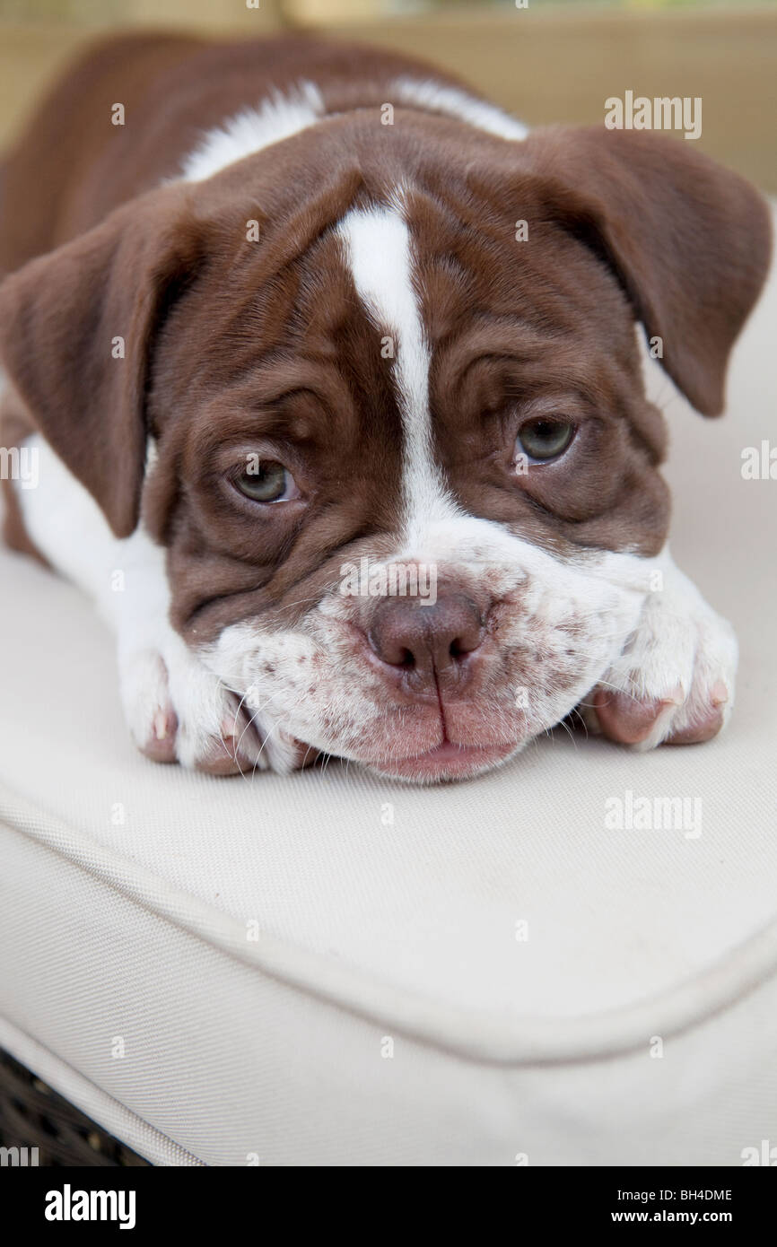 Victorian Bulldog Puppy Lying On A Cushion Stock Photo Alamy