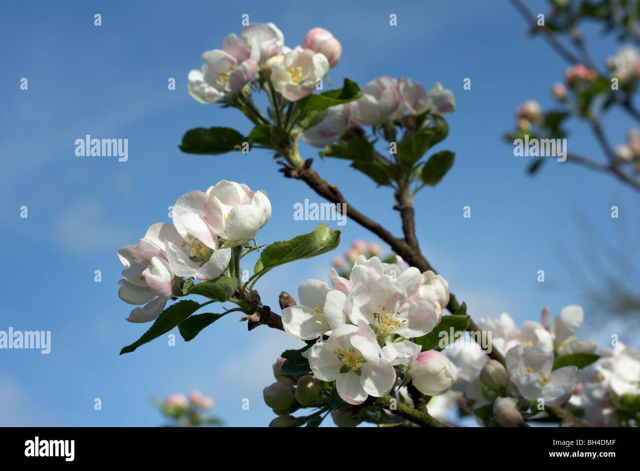 Apple blossom 'Katya' Stock Photo