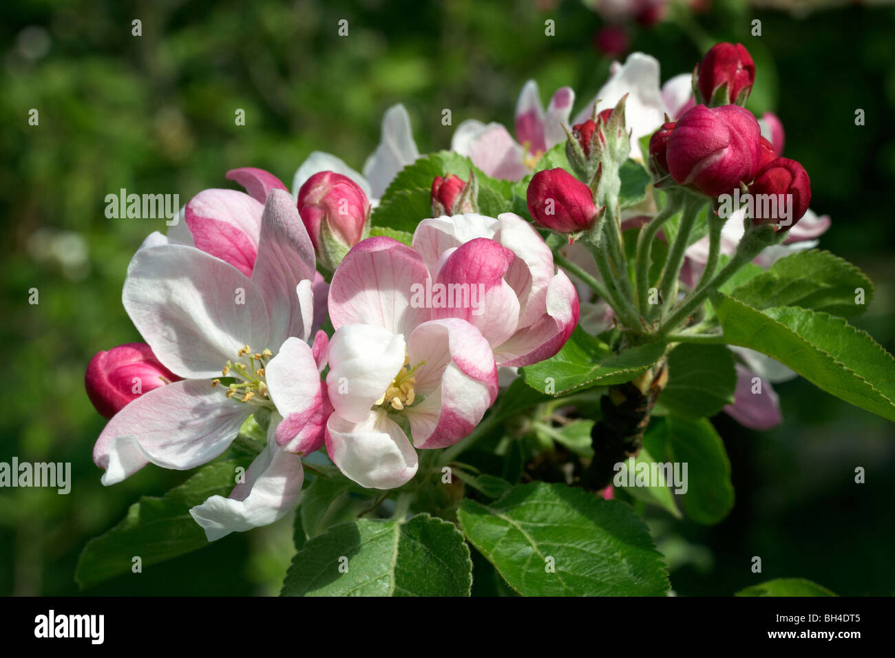 Apple blossom 'Pinova' Stock Photo