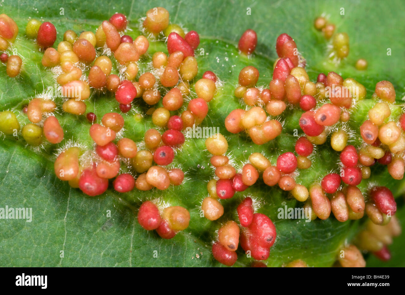 Macro image of sycamore mite galls attached to a sycamore leaf, caused by gall mite (Aculodes cephaloneus). Stock Photo