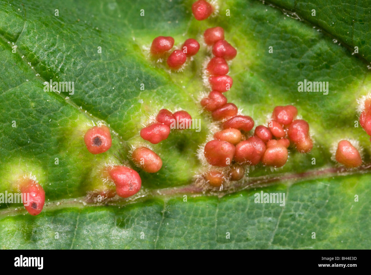 Macro image of sycamore mite galls attached to a sycamore leaf, caused by gall mite (Aulodes cephaloneus). Stock Photo
