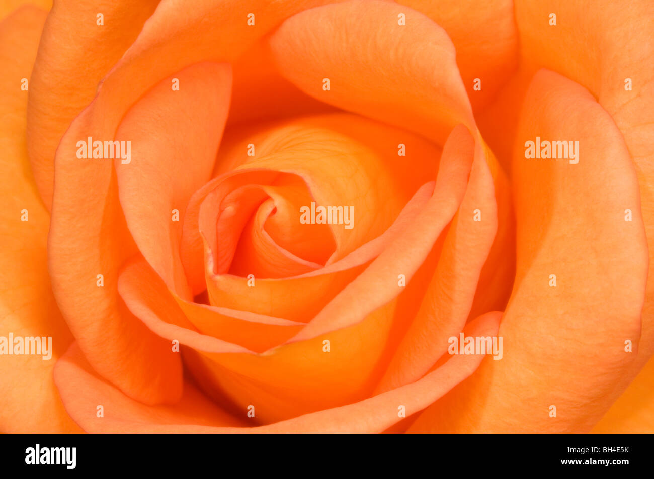 Close up abstract image of rrange rose (Rosa variety) centre showing soft swirling petals. Stock Photo