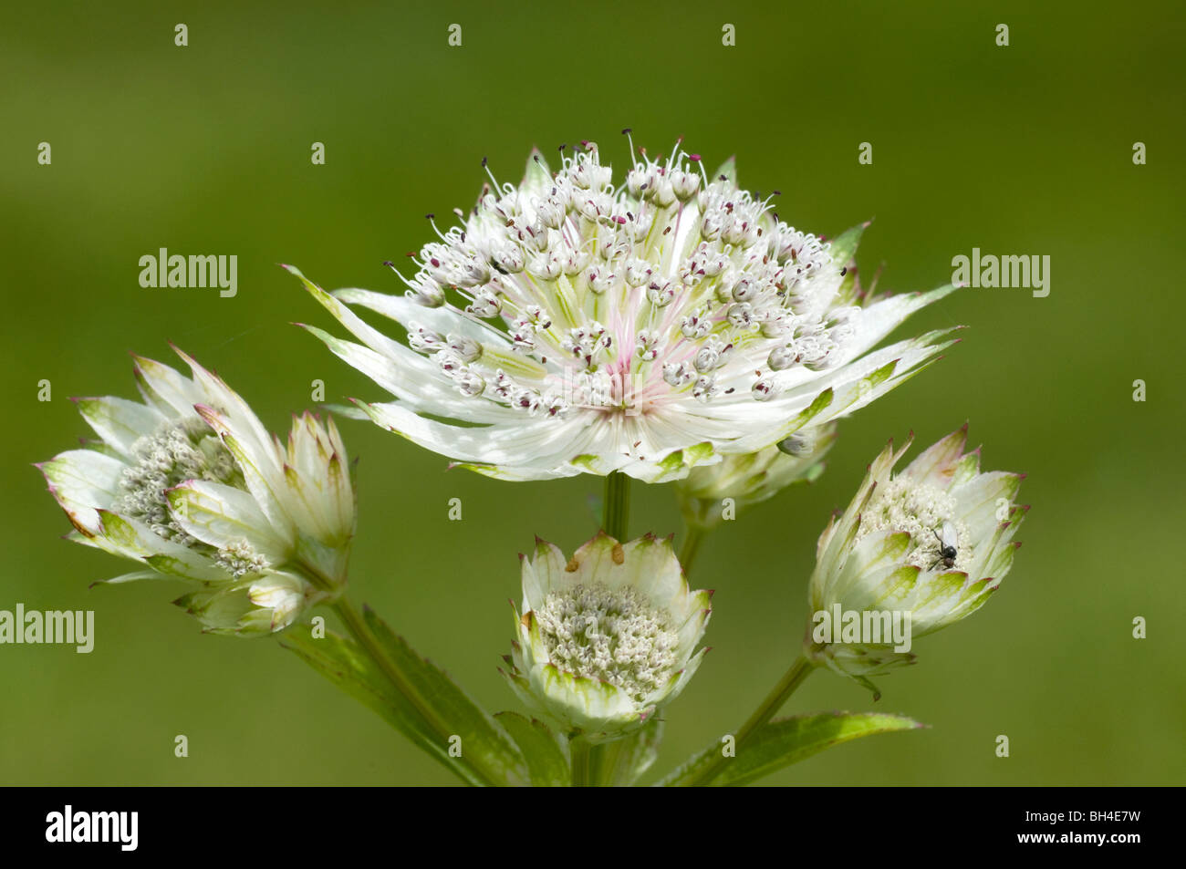 Close-up of astrantia (Astrantia major 'Sunningdale') flowers in garden. Stock Photo