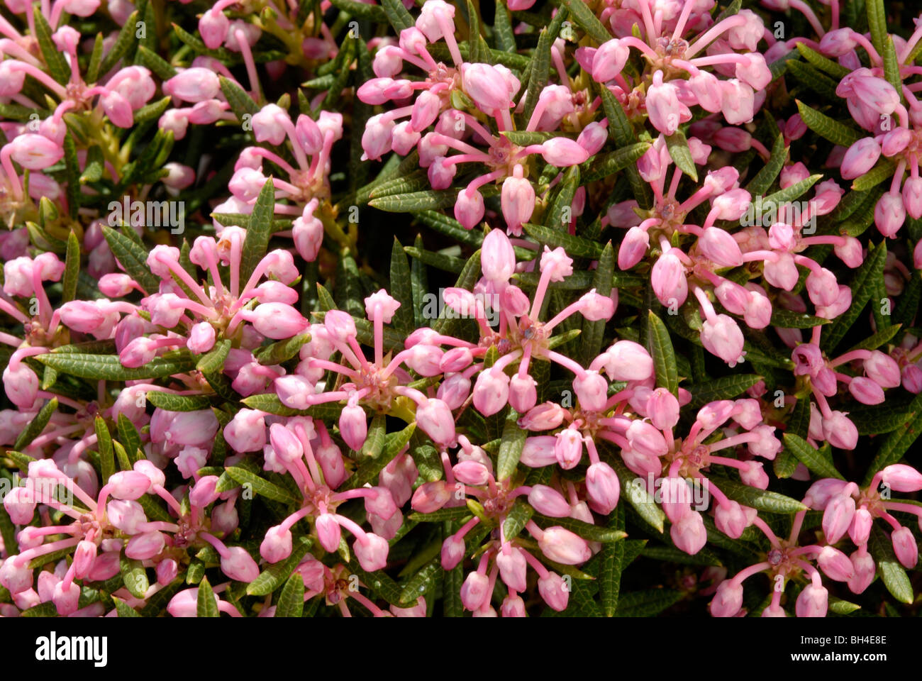 Close-up of Bog Rosemary (Andromeda polifolia 'Nikko') flowers growing in mass. Stock Photo
