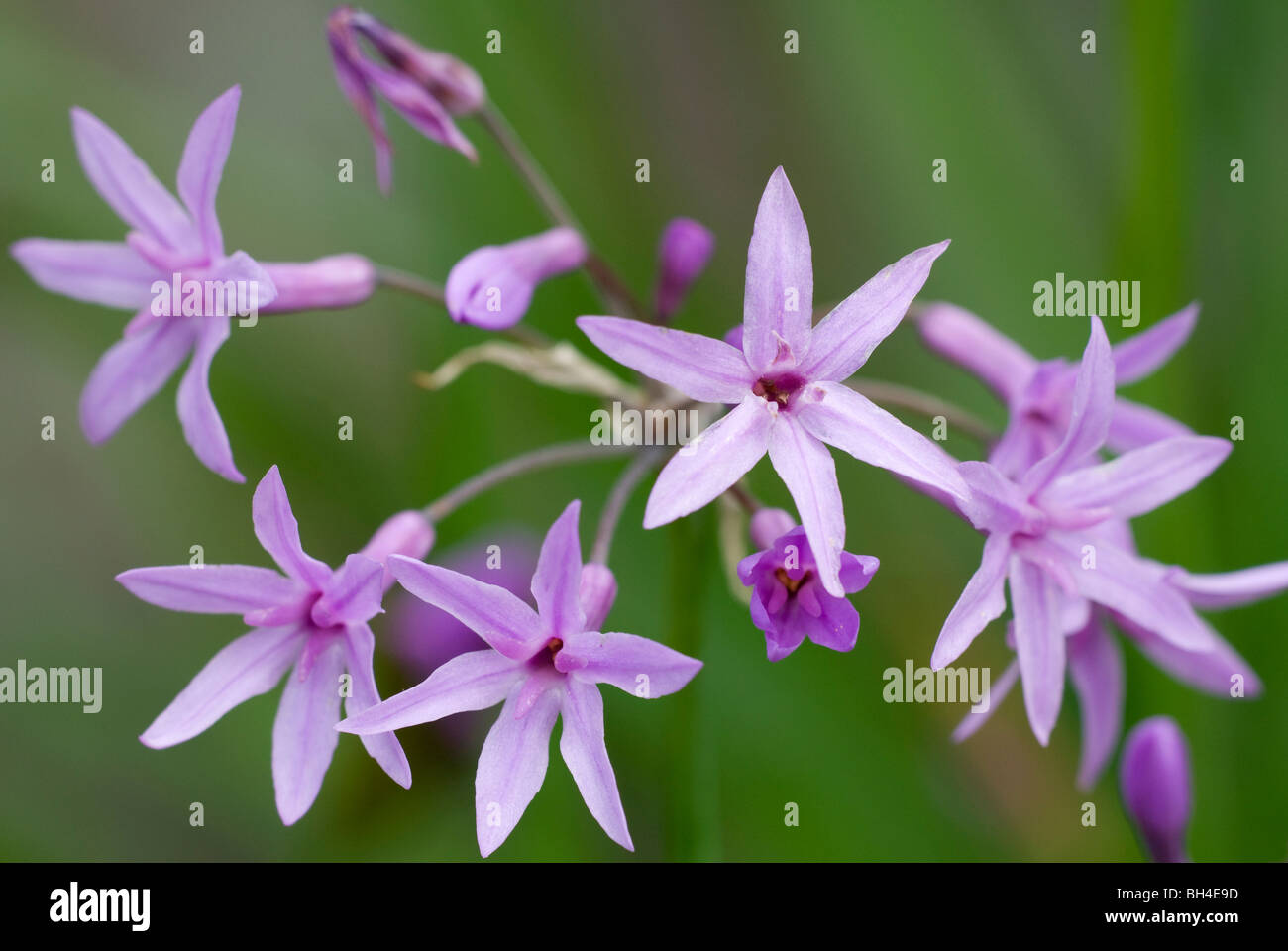 Close-up image of Tulbaghia simmleri flowers against a soft green background in garden. Stock Photo