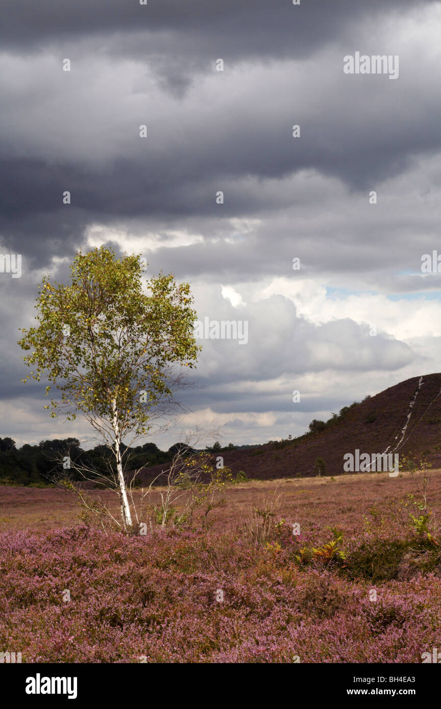 Silver birch (Betula pendula) standing amongst the heathers of Dorset heathland in Summer. Stock Photo