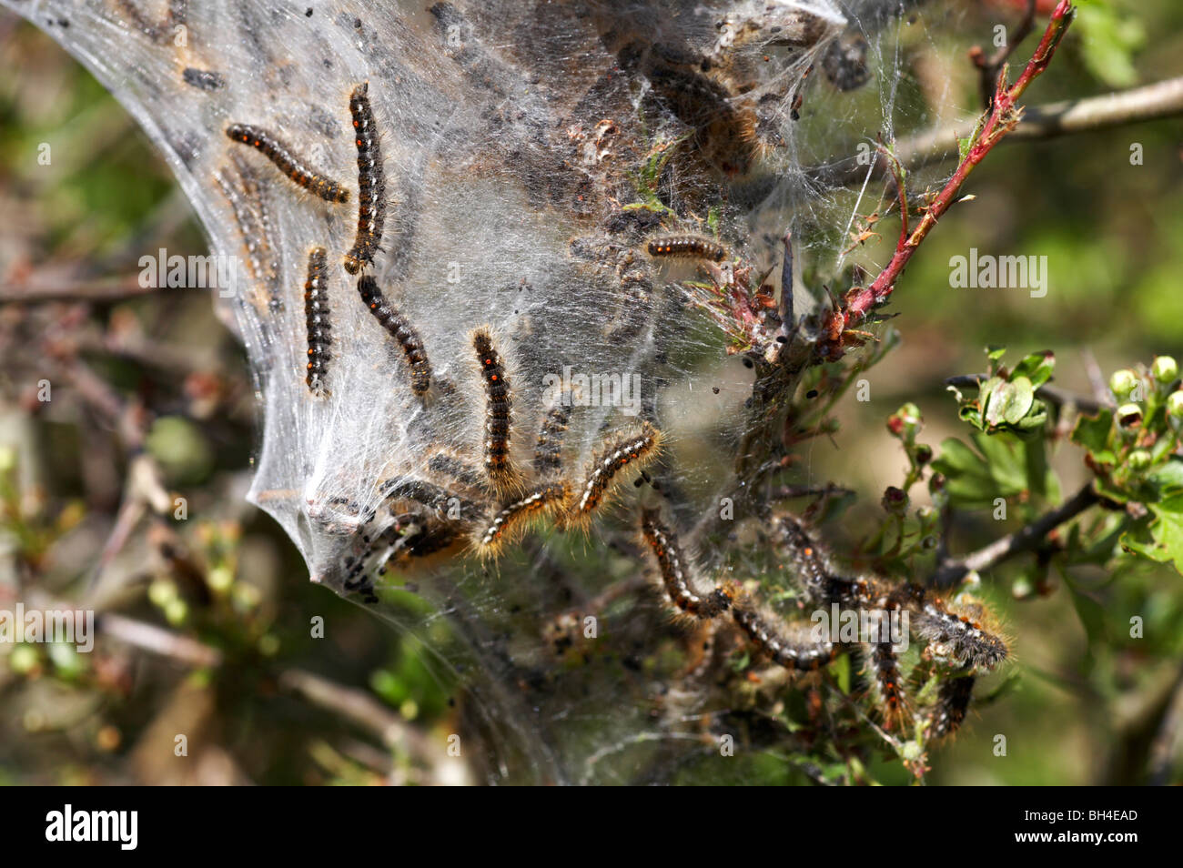Browntail moth caterpillars (Euproctis chrysorrshoea) hanging from silk on hawthorn (Crataegus monogyna) bush. Stock Photo