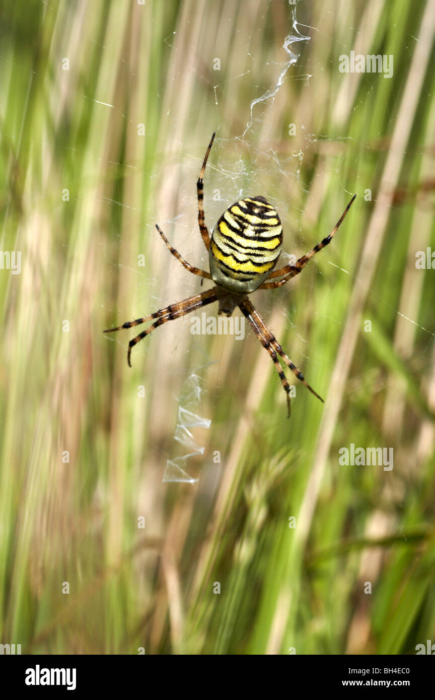Wasp spider (Argiope bruennichi) resting in its web. Stock Photo