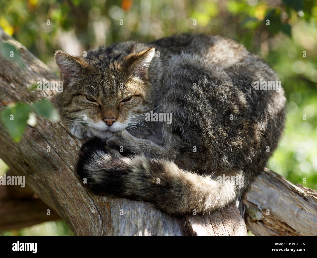 Scottish wild cat (Felis silvestris) sleeping on branch of tree in summer. Stock Photo