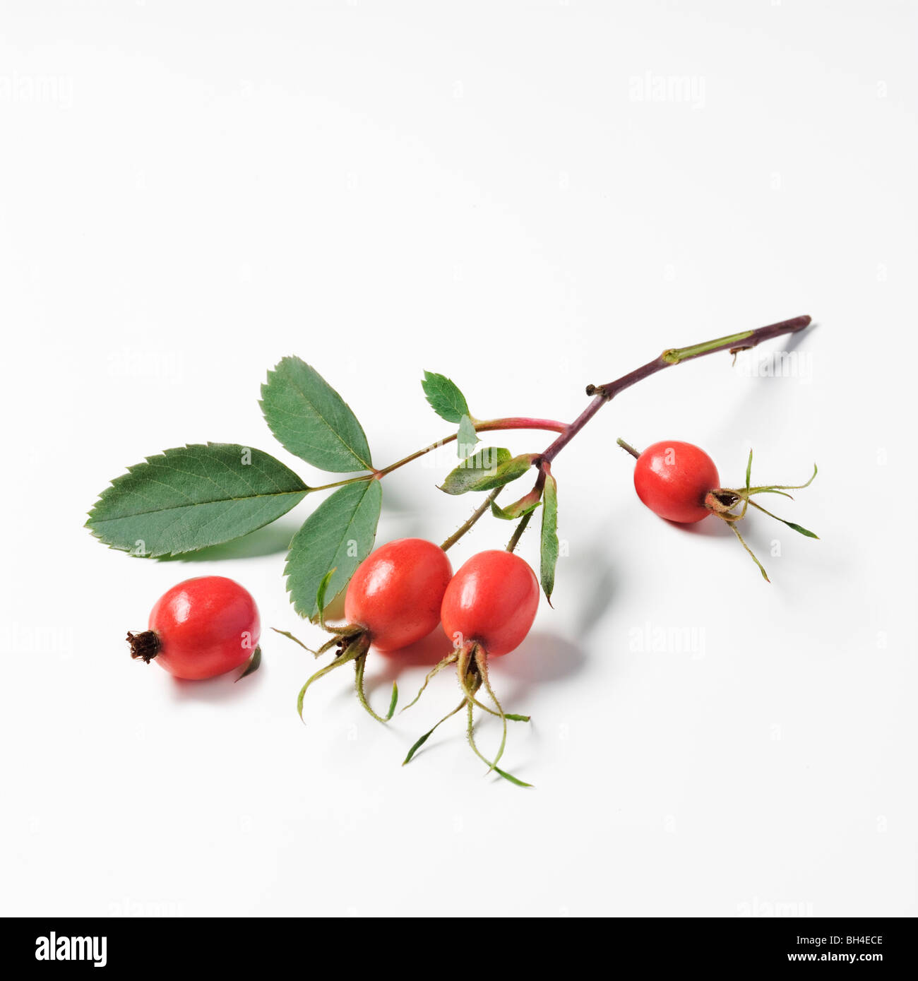 Rosehip Stock Photos & Rosehip Stock Images - Alamy