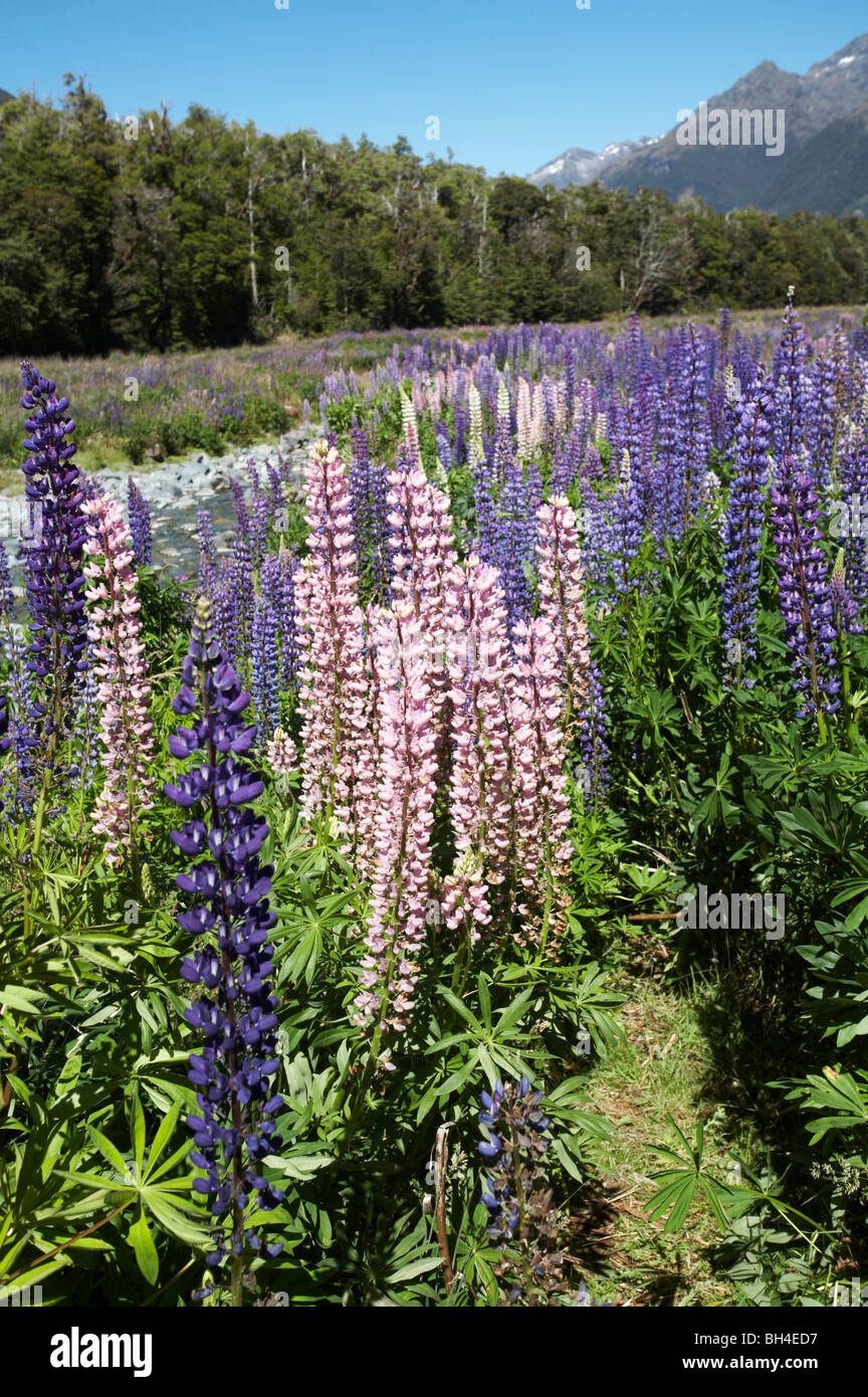 Masses of lupins in summer with snow capped mountains in the background in Cascade Creek. Stock Photo