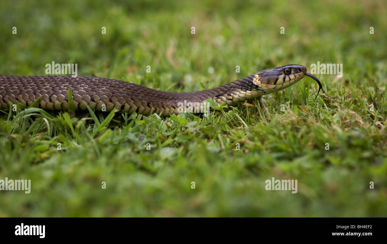Grass snake (natrix natrix) crawling along grass in summer. Stock Photo