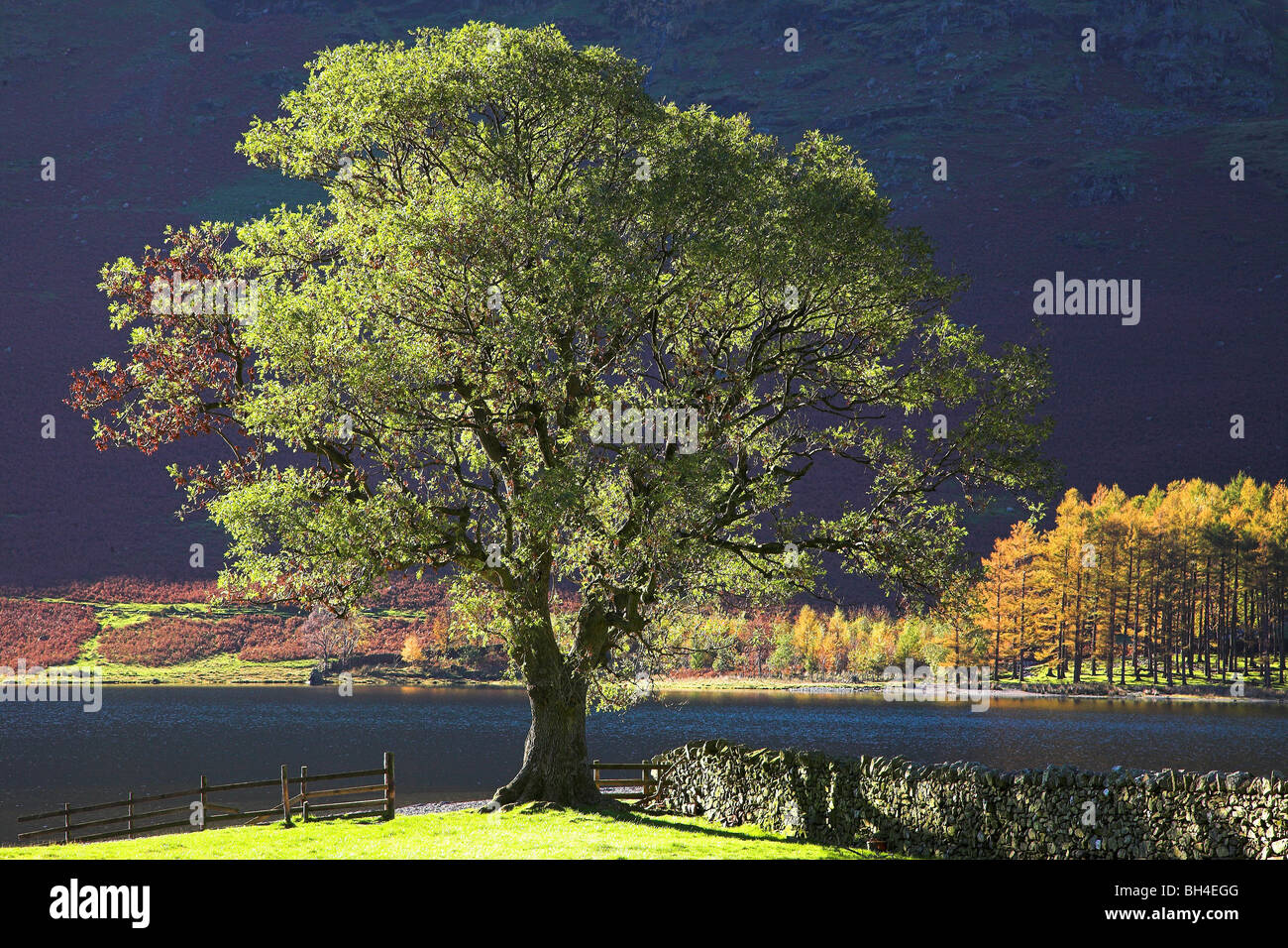 Tree on lake Buttermere side lit by low afternoon light in Autumn with ...