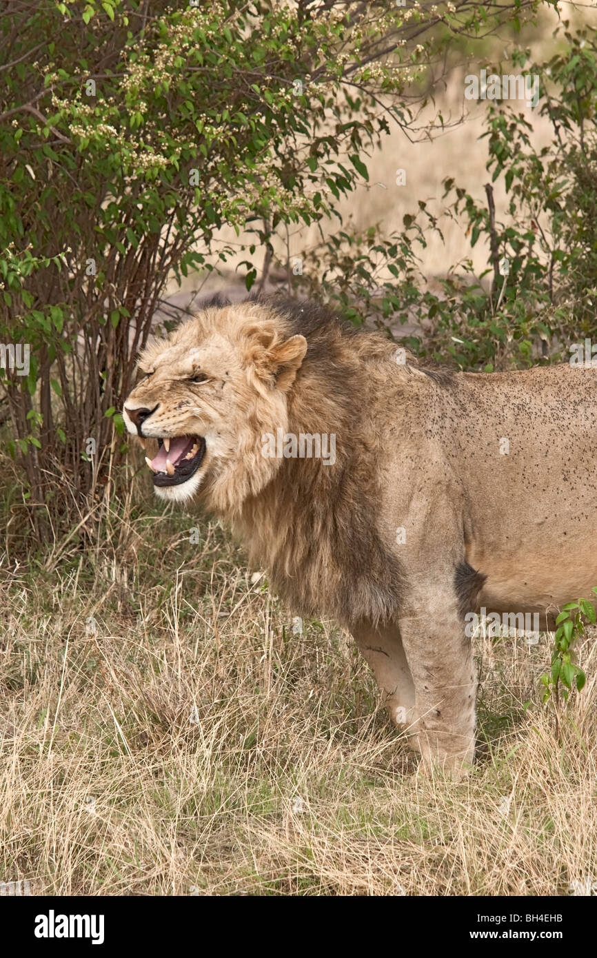 Male african lion resting hi-res stock photography and images - Alamy