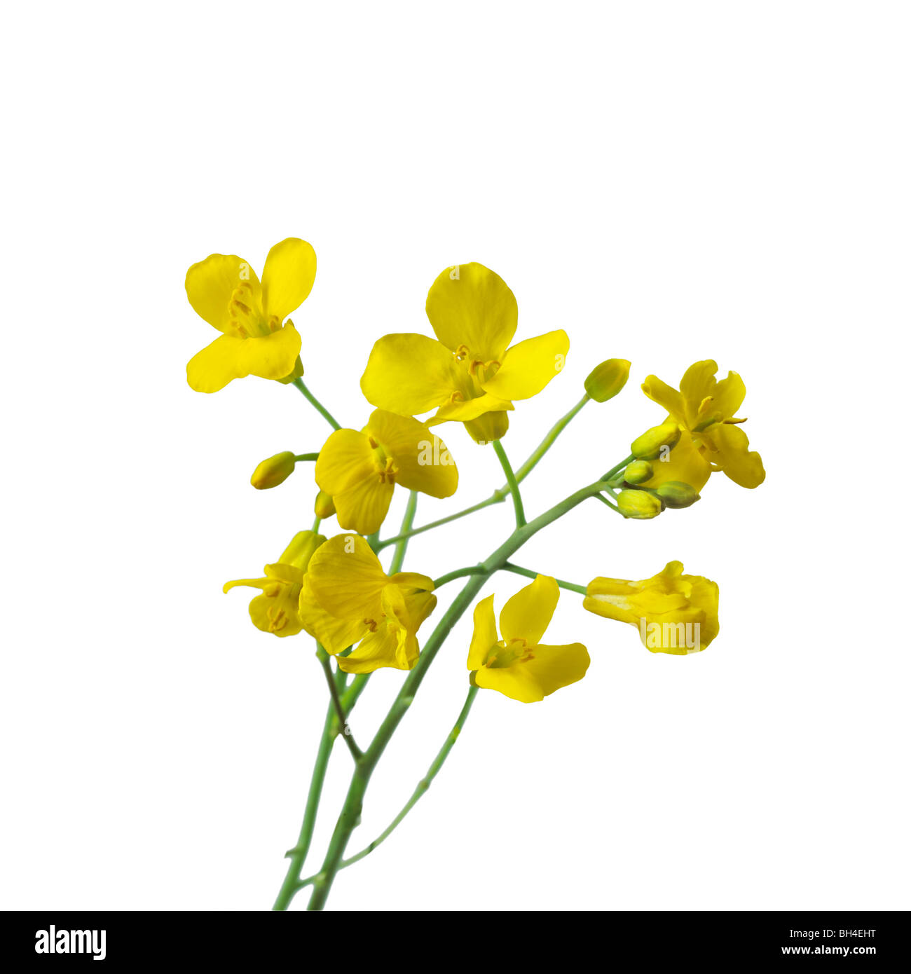 Canola flower on white Cut Out Stock Images & Pictures - Alamy