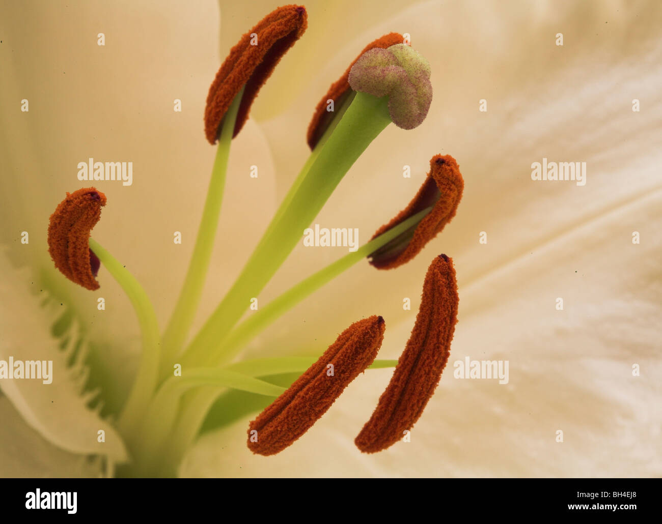 A close-up of the lily (Lilium Longiflorum) and its stamens. Stock Photo