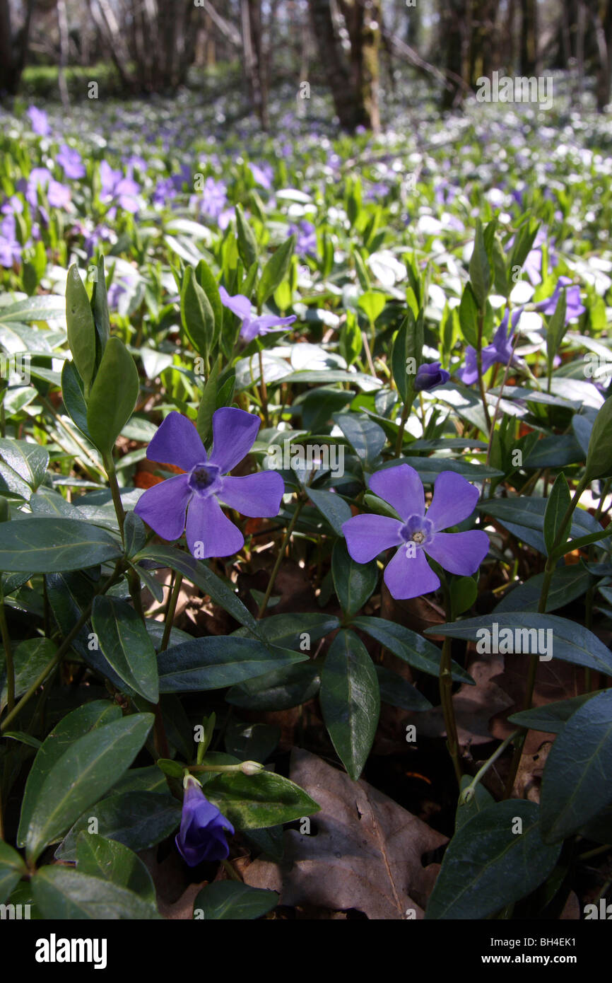 Greater periwinkle flowers (Vinca major) in woodland on a sunny day. Stock Photo