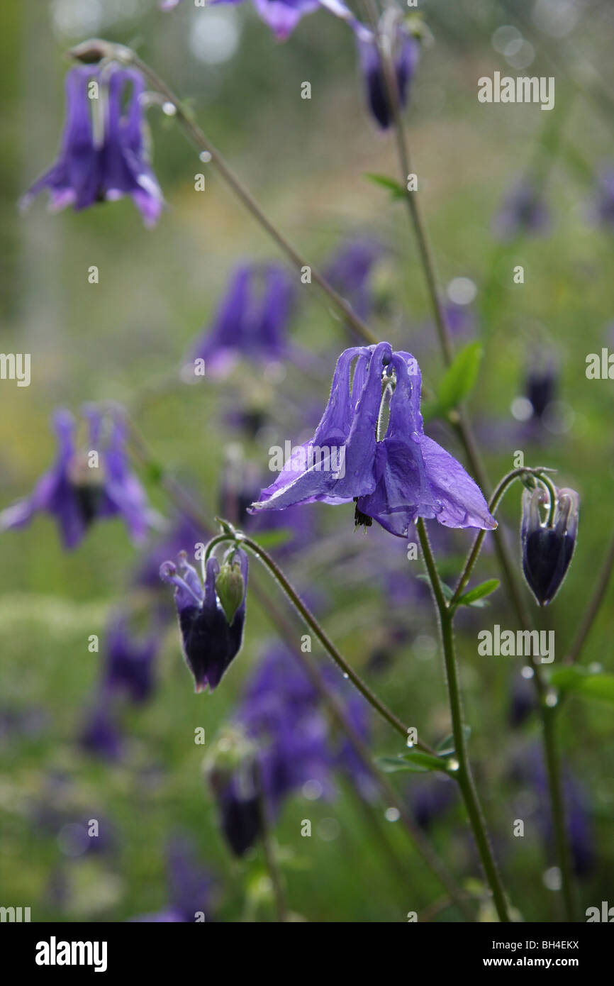 Blue columbine flowers (Aquilegia vulgaris) covered in water droplets just after a shower of rain Stock Photo