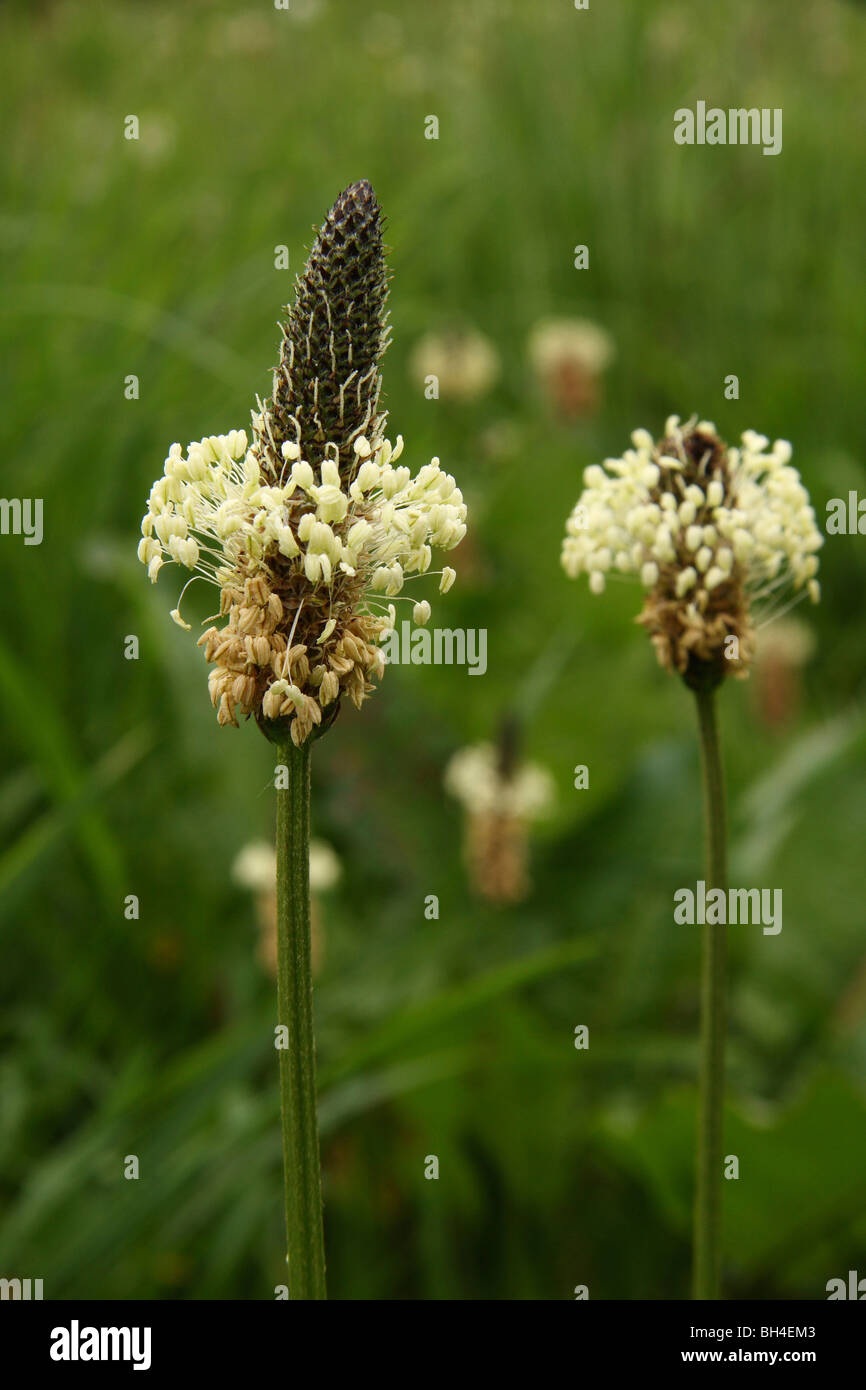 A ribwort flower head (Plantago lanceolata) in field. Stock Photo