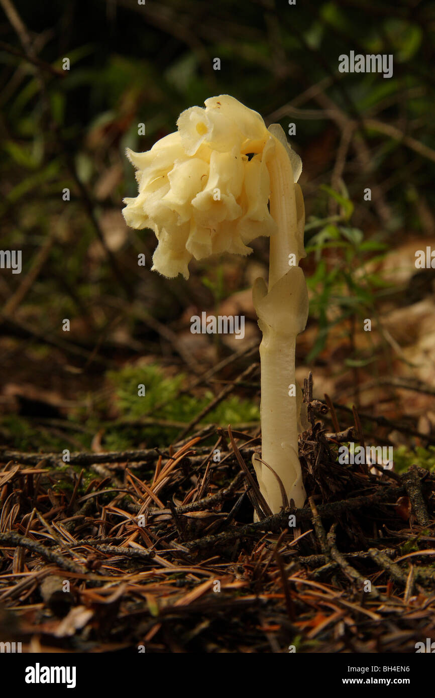 Yellow birds nest, pinesap or Dutchman's pipe (Monotropa hypopitys) growing through a carpet of pine needles in woodland. Stock Photo