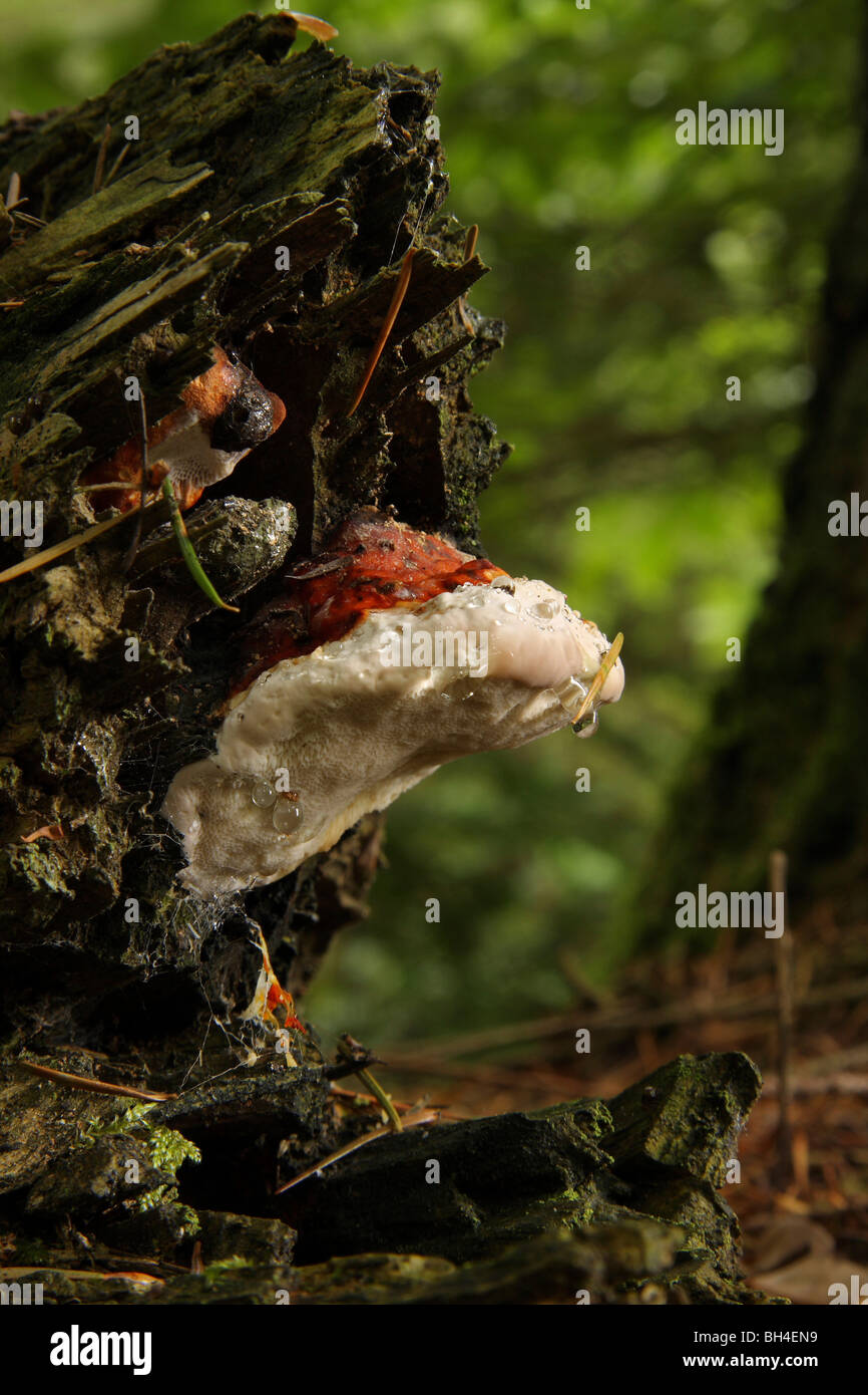 Fomitopsis pinicola bracket fungi growing on a rotten tree stump in