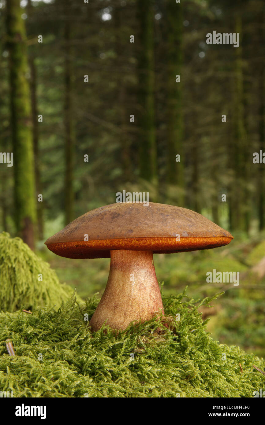 Mature boletus erythropus fungi growing in moss in a pine forest. Stock Photo