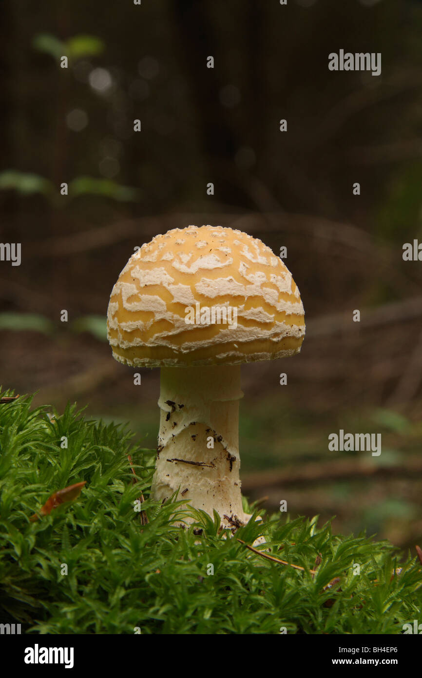 Young amanita gemmata fungi growing through moss in a forest. Stock Photo