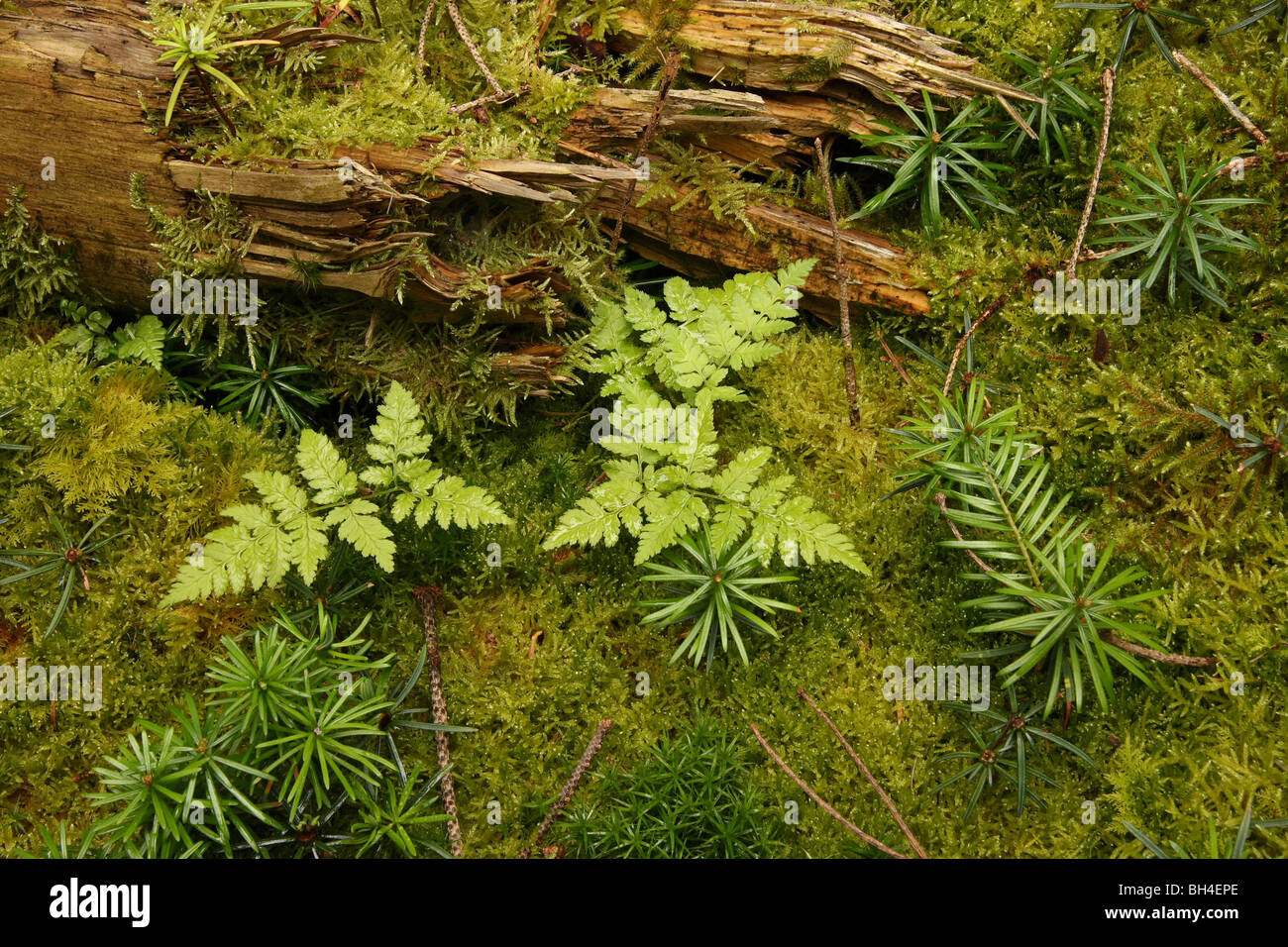 Small fern and several small pine seedlings amongst moss on the woodland floor. Stock Photo