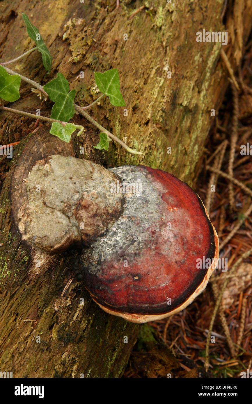 Phellinus igniarius bracket fungi growing on an old rotten log in woodland. Stock Photo