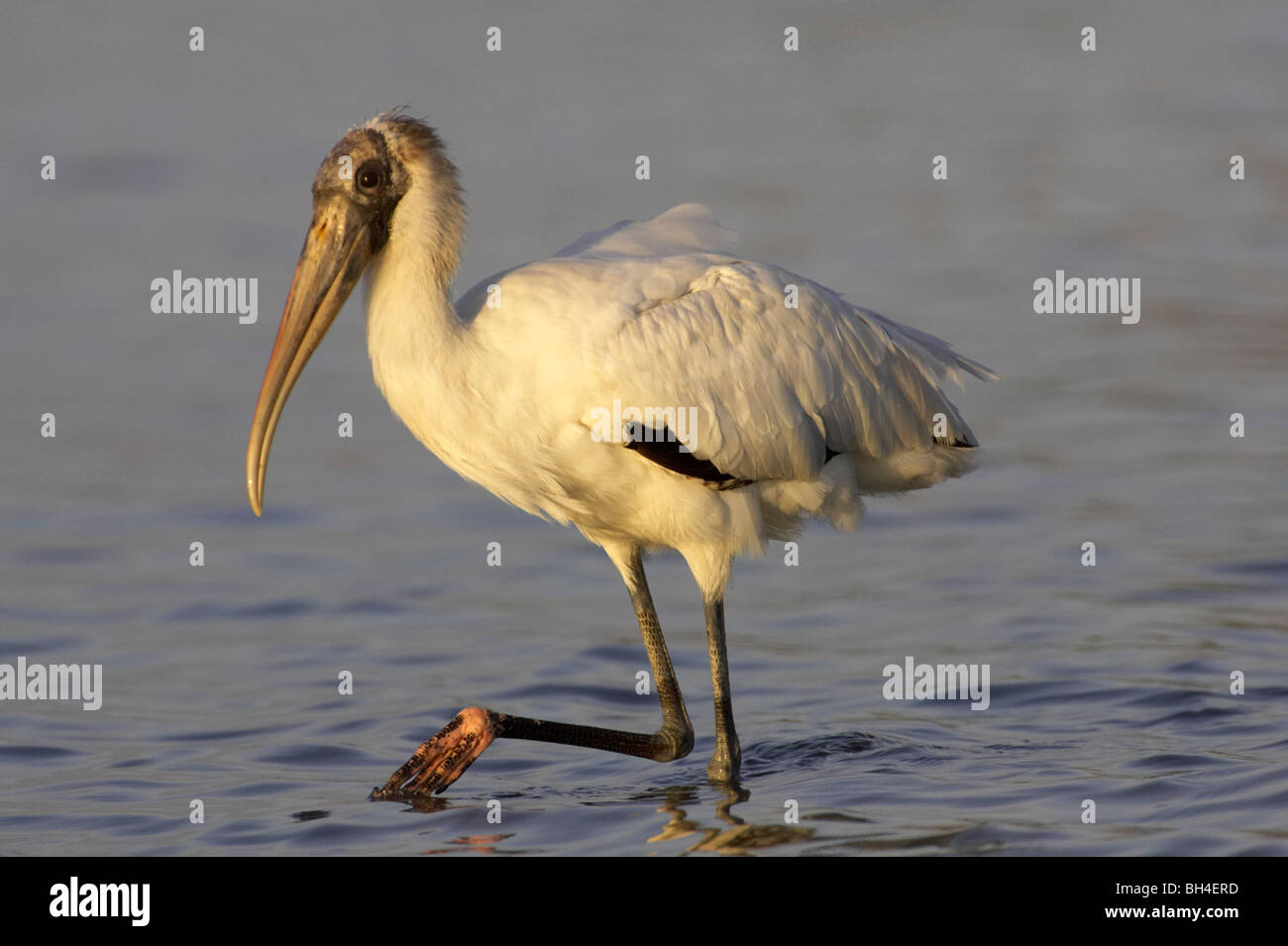 Juvenile wood stork (Mycteria americana) looking for food at Fort de Soto. Stock Photo