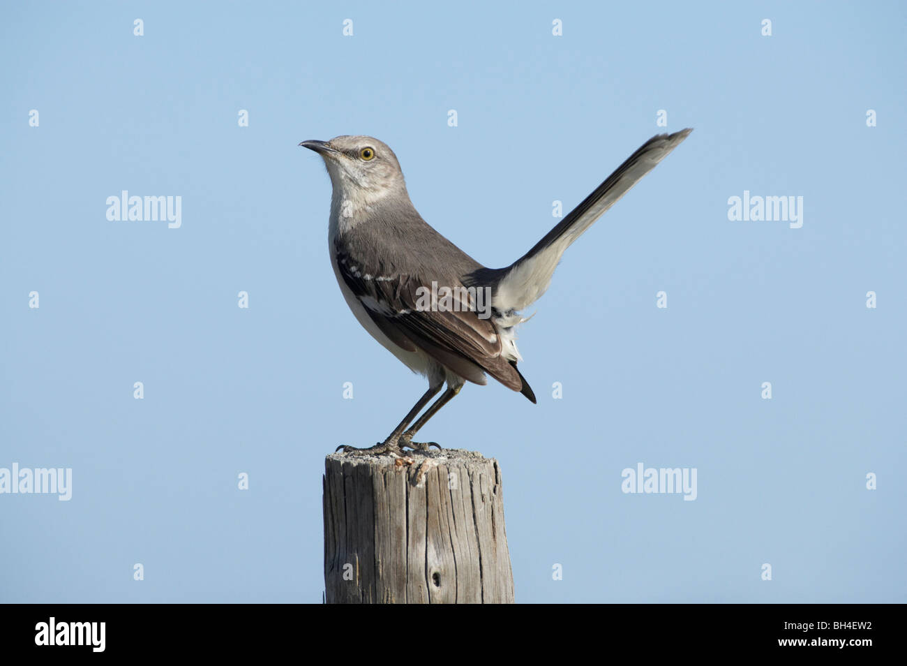 Northern mockingbird (Mimus polyglottos) on post. Stock Photo