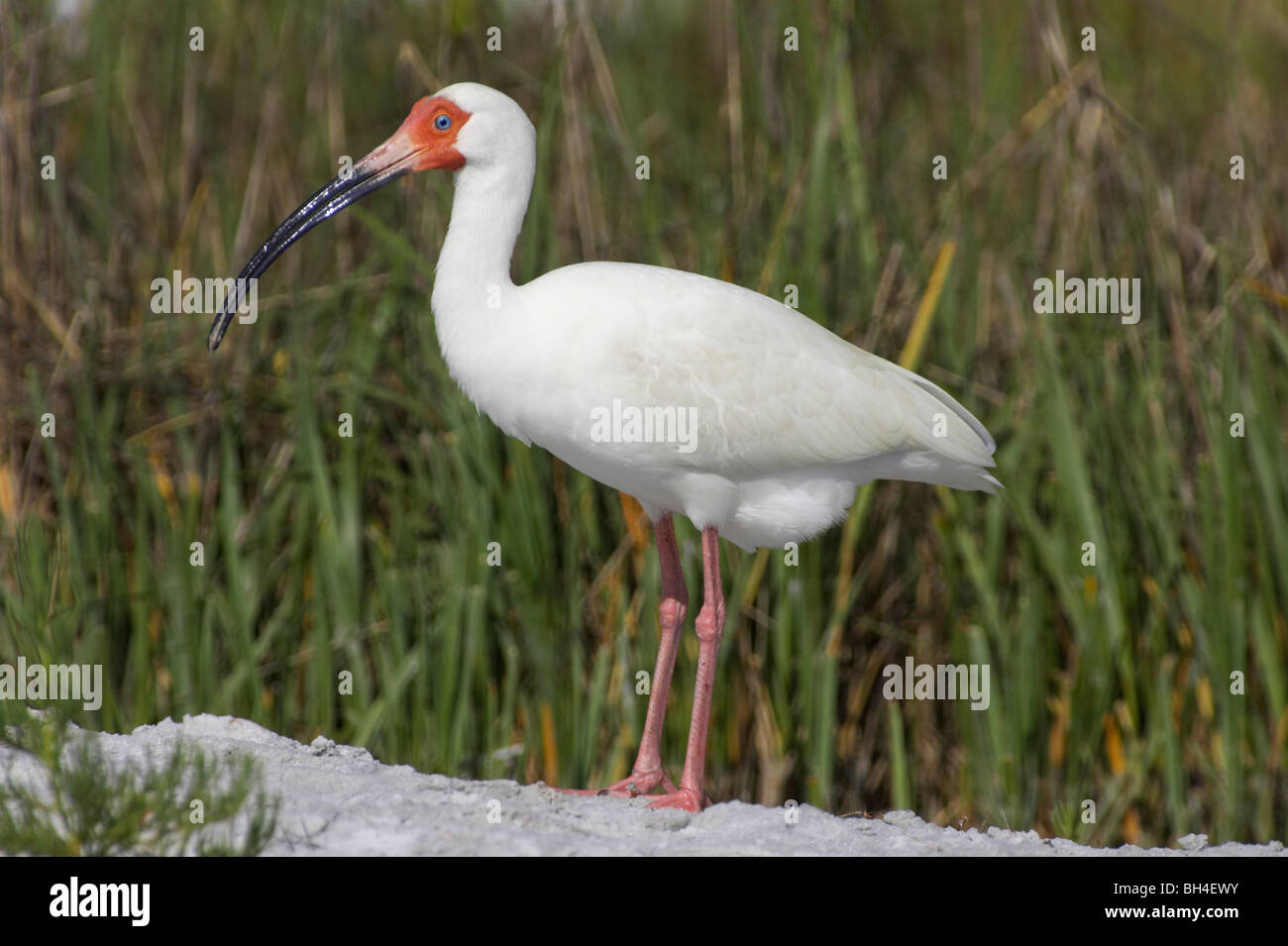 White ibis (Eudocimus albus) at Fort de Soto. Stock Photo