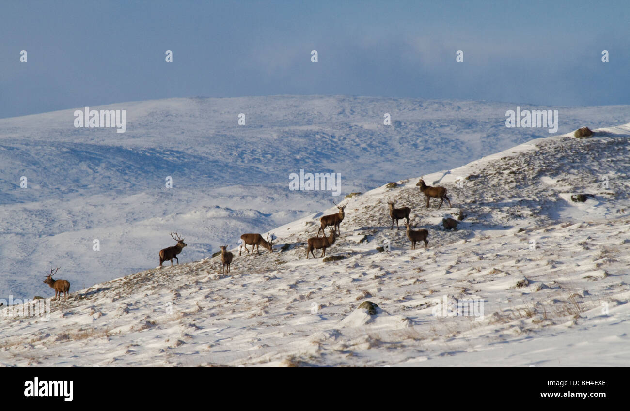 Red deer (Cervus elaphus) stags in the Scottish Highlands, north of Blair Atholl, Perthshire. Stock Photo