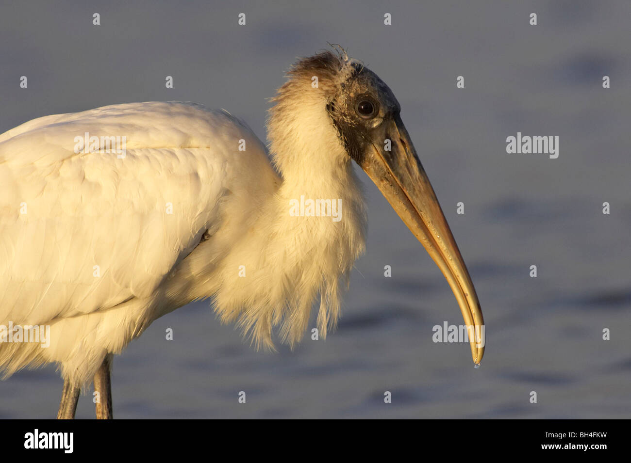 Juvenile wood stork (Mycteria americana) head detail at Fort de Soto. Stock Photo