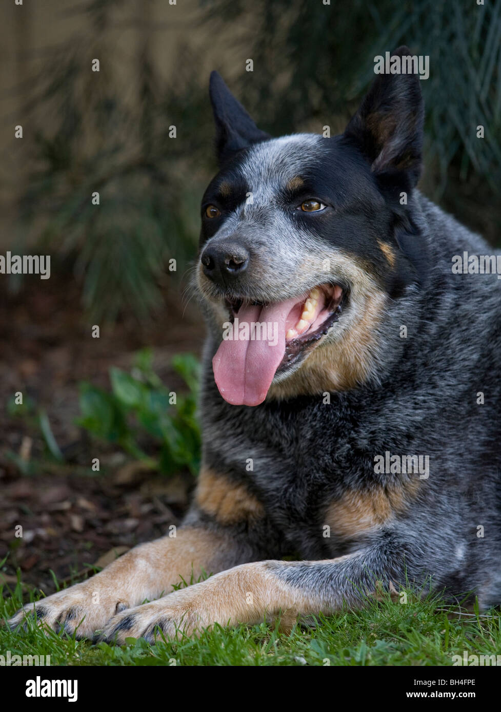 Blue Heeler Australian Cattle Dog Stock Photo