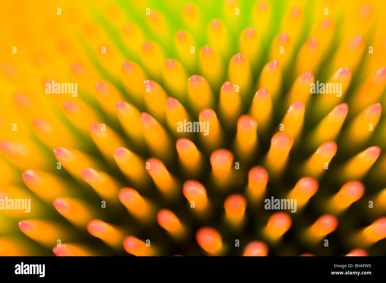 Creative close up abstract of spiky flower centre of the coneflower (Echinacea 'Kim's Knee-high'). Stock Photo