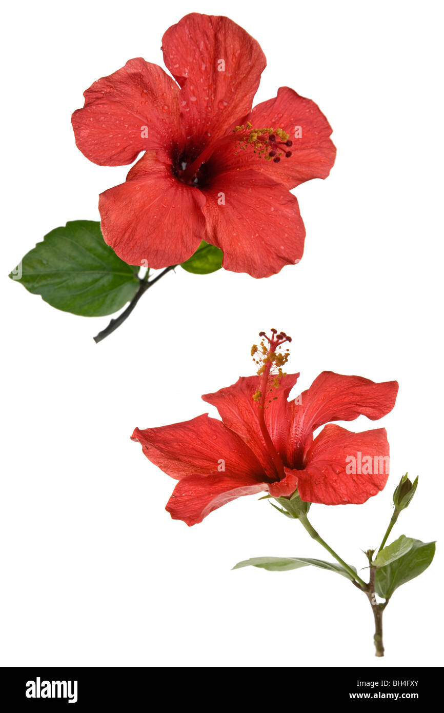 Hibiscus flower hi-res stock photography and images - Alamy