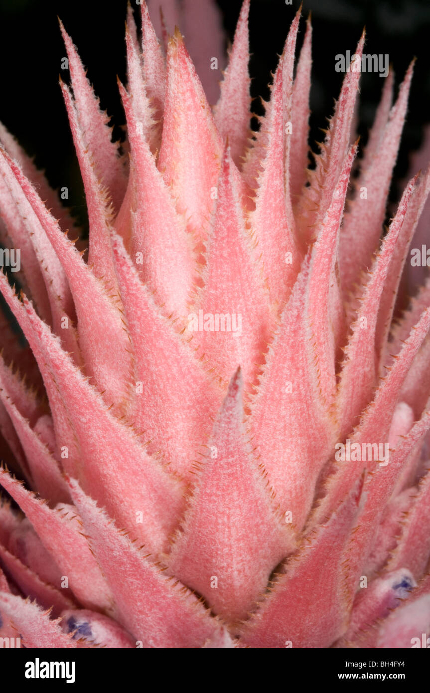 Close up abstract of part of the silver vase plant (Aechmea fasciata) flower at Hothouse. Stock Photo