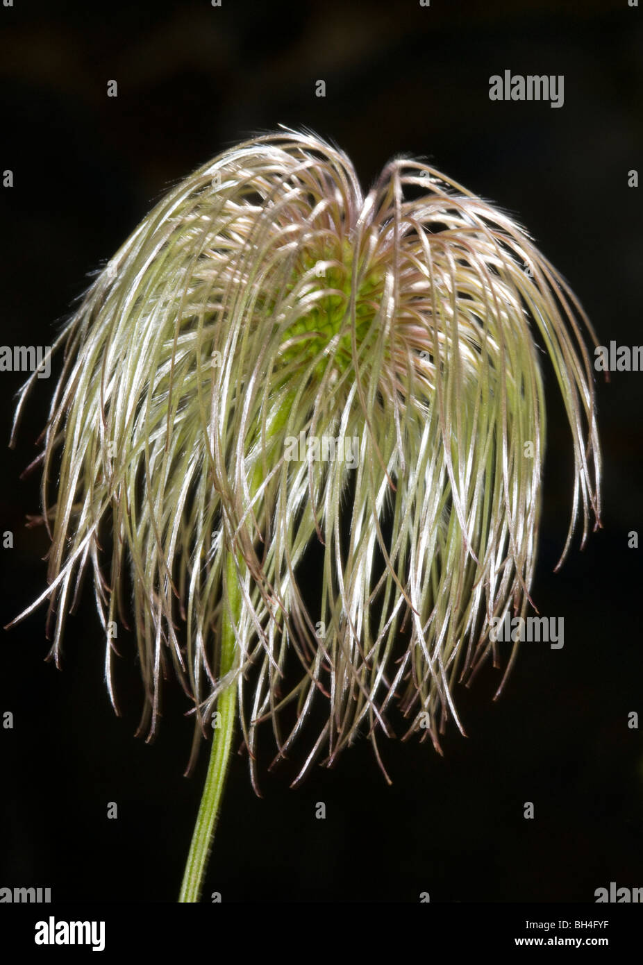 Close up abstract of clematis seed-head against a dark background in Bodnant Gardens. Stock Photo